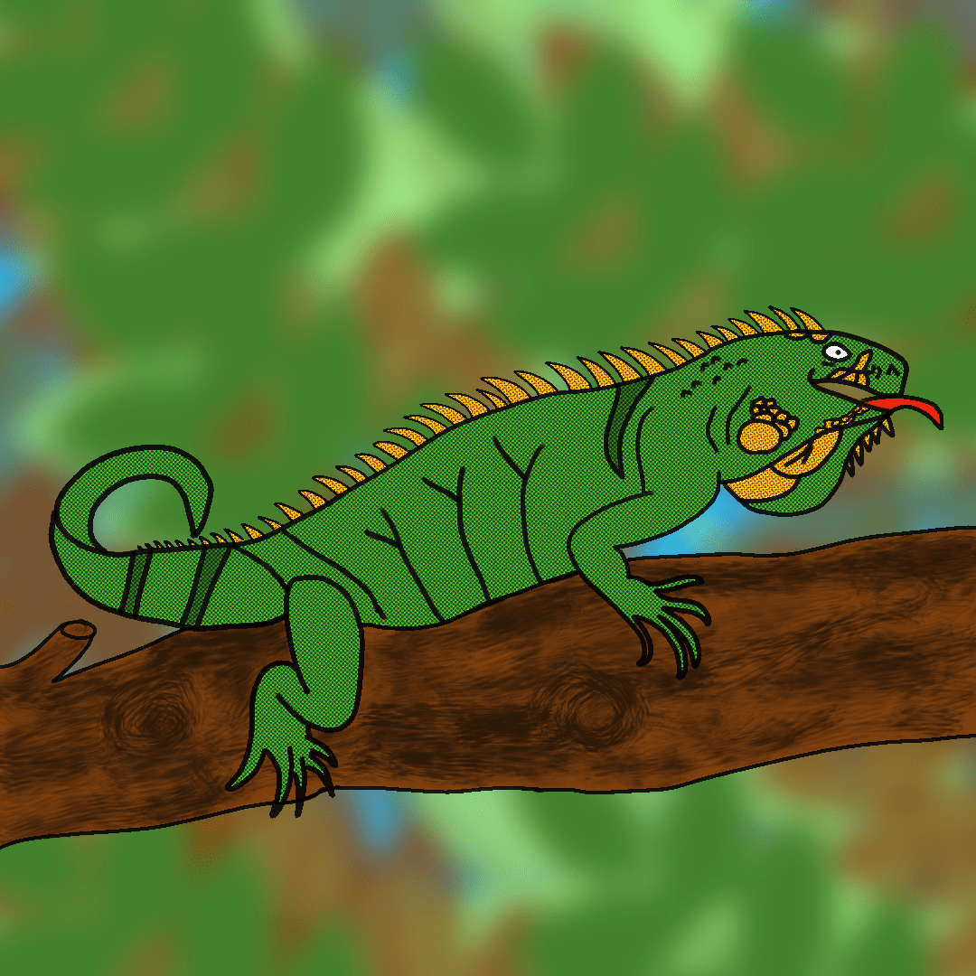 iguana