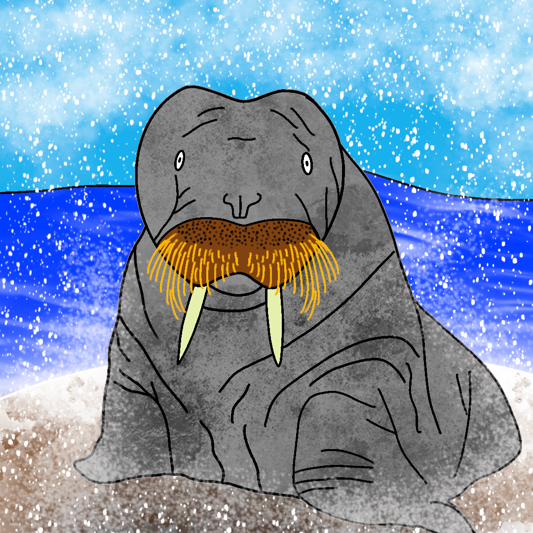 walrus